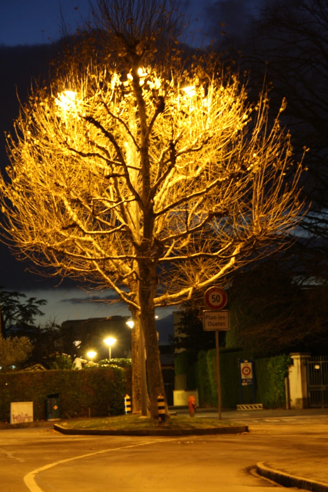 arbre en lumière