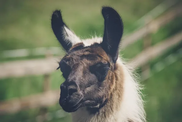 Lama